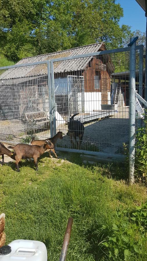 Ferienwohnung/Monteurzimmer Auf Dem Bauernhof Mörlenbach Dış mekan fotoğraf